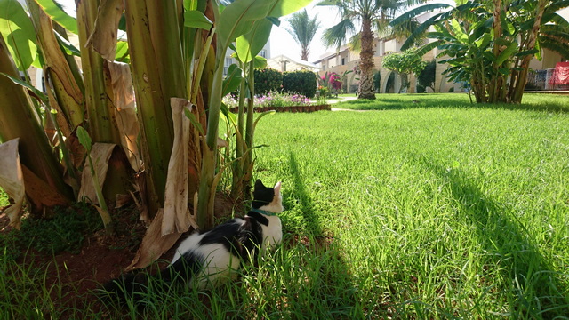 Sunrise Beach Club 040