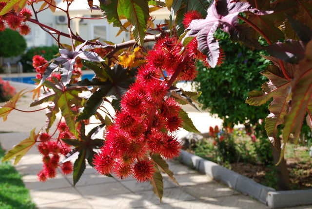 Sunrise Beach Club 058