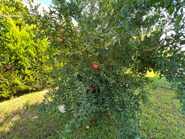 4 Seasons Salamis 5+2 Villa 010